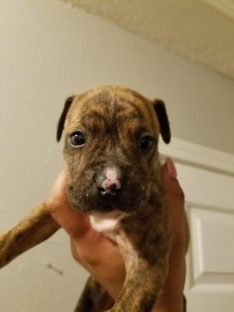 American Pit Bull Terrier puppy dog for sale in Memphis, Tennessee