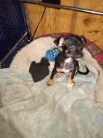 tea cup chihuahua puppies Chihuahua for sale/adoption
