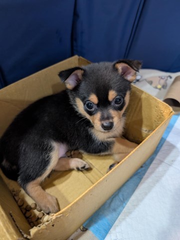 Puppies - Pomeranian & Chihuahua (Pomchi's)