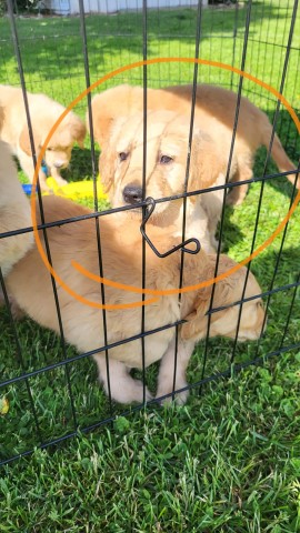 Golden Retriever puppy for sale + 64763