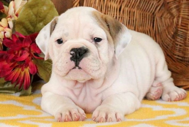 English Bulldog puppy for sale + 48494