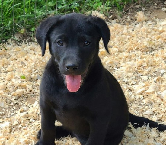 AKC Champion Bloodline Lab Puppies!