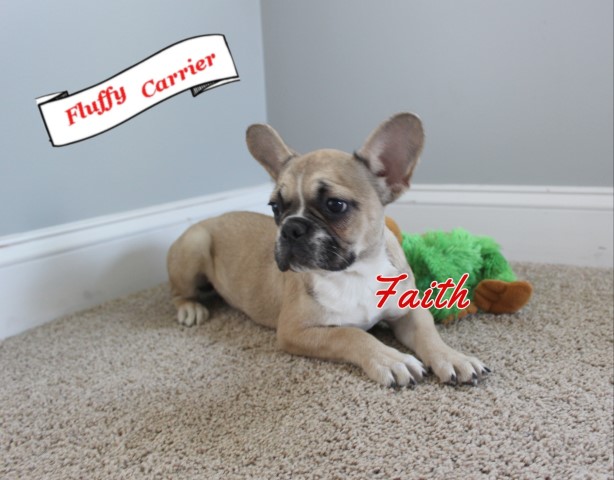 French Bulldog puppy for sale + 60957