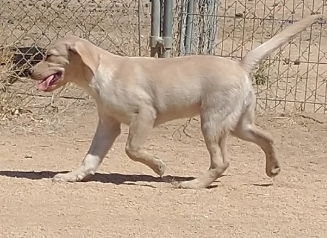 AKC English Lab puppy