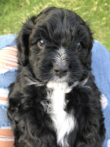 Kingston - Sweet male Cavapoo Puppy