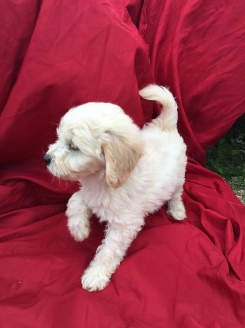 Goldendoodle puppy for sale + 57282