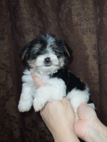 Yorkshire Terrier puppy for sale + 61493