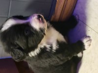 Bernese Mountain Dog thumbnail