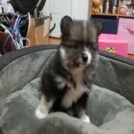 Pomeranian puppy for sale + 46993