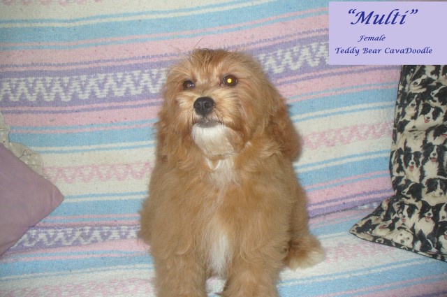 Cavalier King Charles Spaniel puppy for sale + 62336