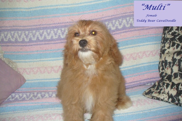 Cavalier King Charles Spaniel puppy for sale + 62336