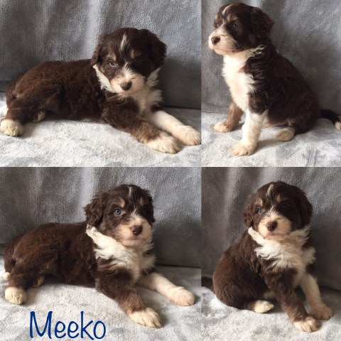 Australian Shepherd Dog puppy for sale + 55582