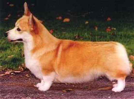 Pembroke Welsh Corgi puppy for sale + 49903