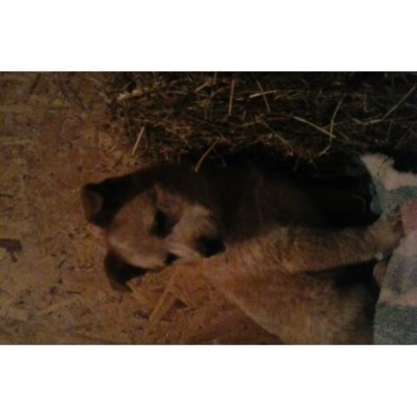 Red Australian Cattle Dog Pup