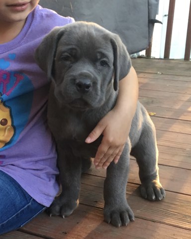 Cane Corso puppies