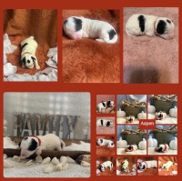 Yorkiepoo Puppy Yorkipoo for sale/adoption