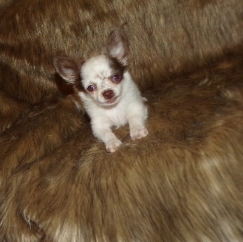 Chihuahua puppy for sale + 66144