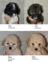 miniature poodles. Poodle Miniature for sale/adoption