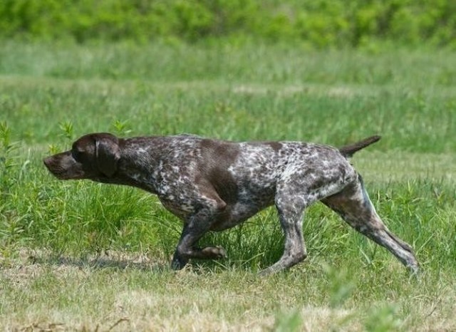 German Shorthaired Pointer puppy for sale + 64860