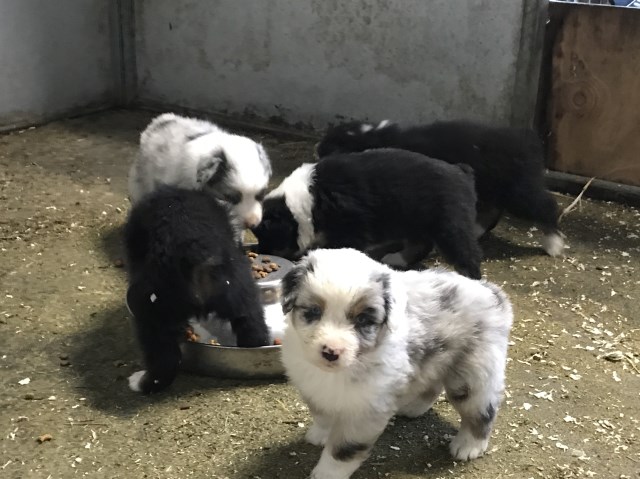 Australian Shepherd