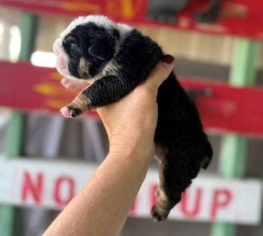 English Bulldog F, Black tri genetic health tested CLEAR