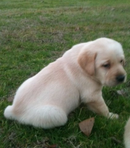 retriever labrador lovelady