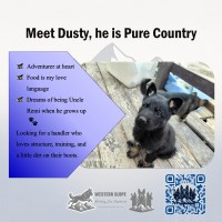 Dusty – Reads the Wind, Moves with Purpose German Shepherd Dog for sale/adoption
