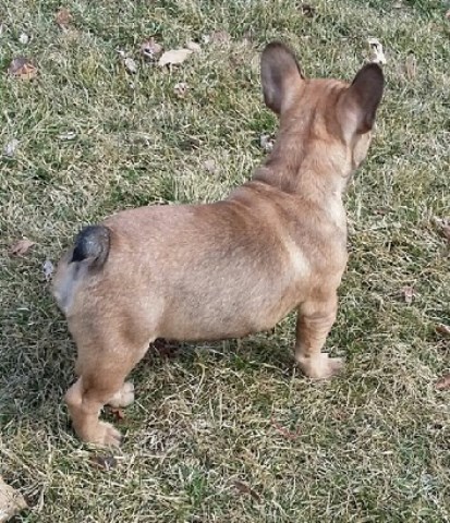 puppies bulldog french akc peoria illinois