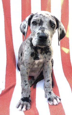 Great Dane puppy dog for sale in rochester, New York