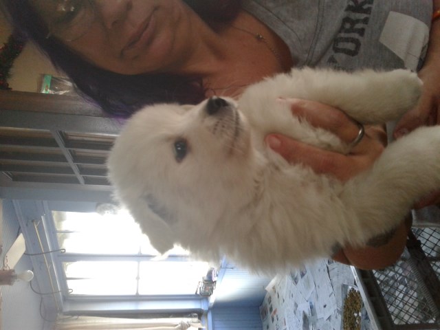 American Eskimo Dog puppy for sale + 48165