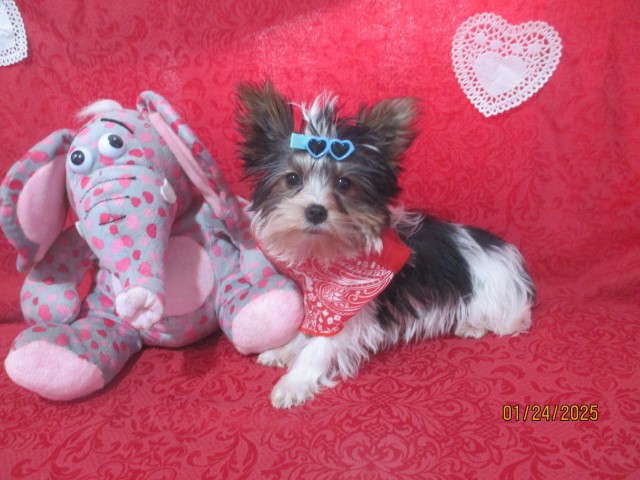 Bandit a AKC teacup Parti Male Yorkshire Terrier