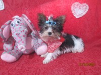 Bandit a AKC teacup Parti Male Yorkshire Terrier Yorkshire Terrier for sale/adoption