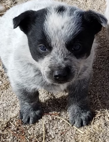 Australian Cattle Dog puppy for sale + 51941