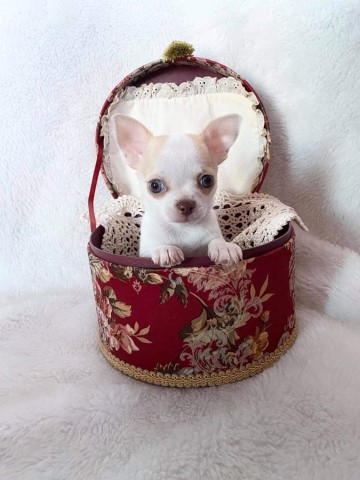 Chihuahua  puppies