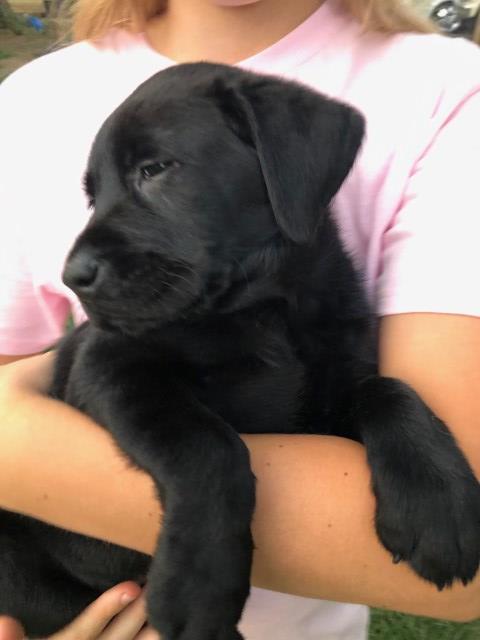 Lab puppies for sale