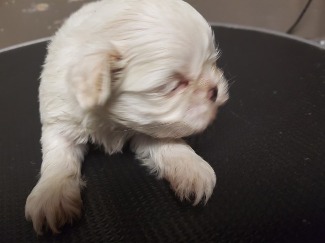 Shih Tzu puppy for sale + 59304