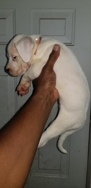 Dogo Argentino puppy for sale + 53377