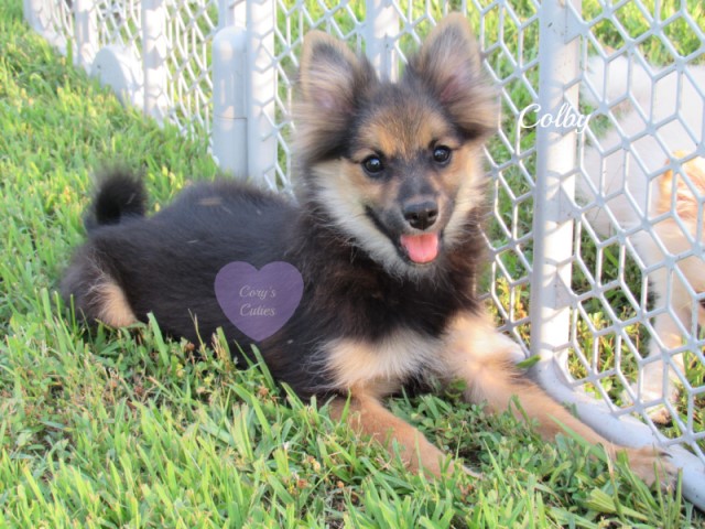 AKC Pomeranian puppy Colby