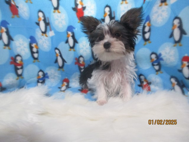 Yorkshire Terrier puppy for sale + 66277