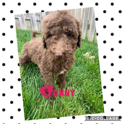 Goldendoodle puppy for sale + 54027