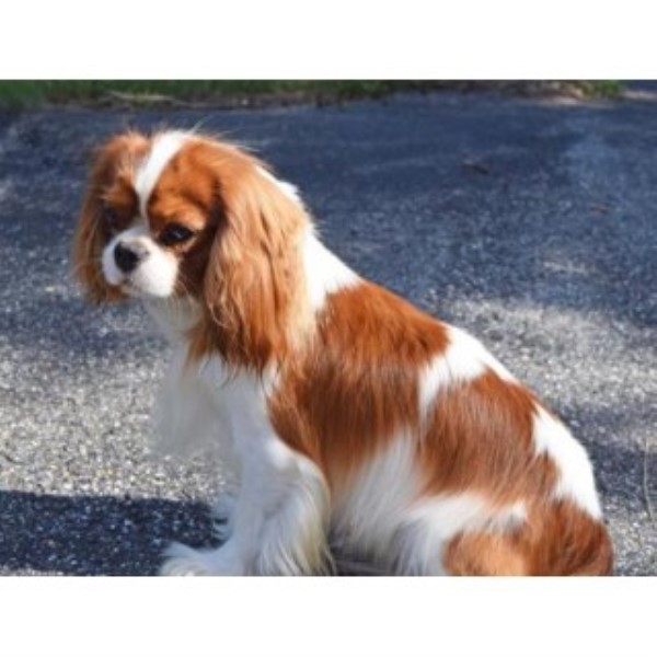 Cavalier King Charles Spaniel puppy dog for sale in Upper
