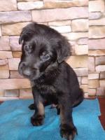 GSD puppies ready at end of May!!! German Shepherd Dog for sale/adoption