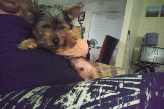 Yorkshire Terrier puppy for sale + 54624