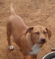 good home needed Rhodesian Ridgeback for sale/adoption
