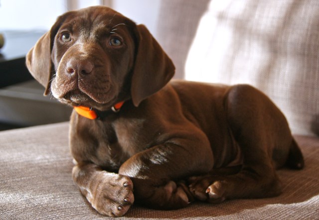 German Shorthaired Pointer