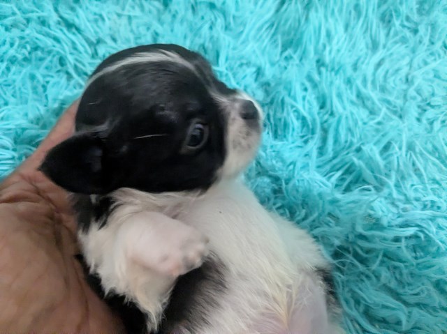 Chihuahua puppy for sale + 67228