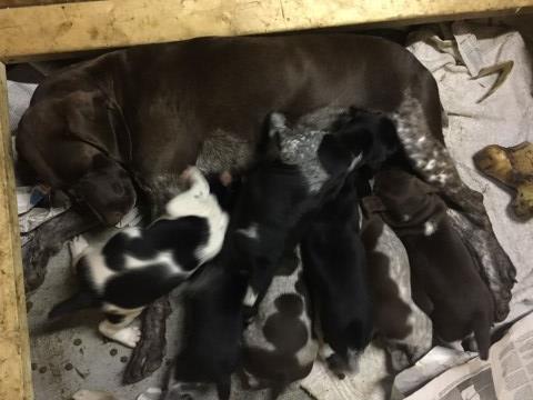 German Shorthaired Pointer Puppies Spring 2020