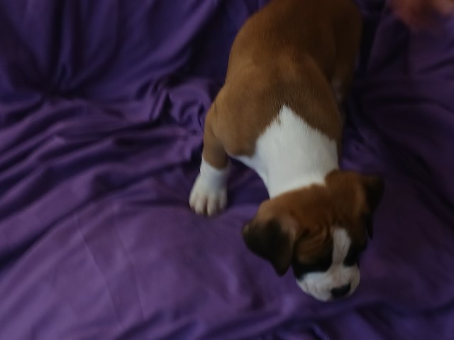 Boxer puppy for sale + 64714