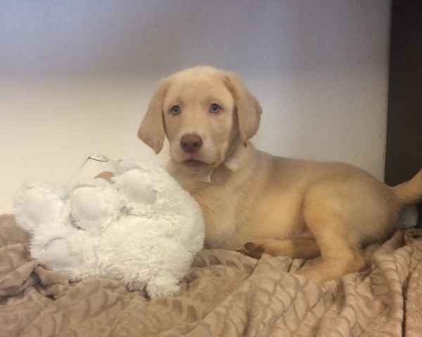 AKC Champagne Yellow Labrador Retriever