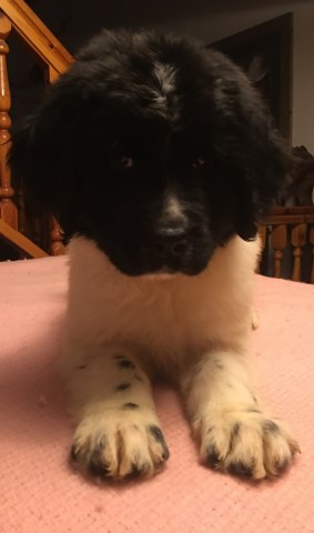 Newfoundland Dog puppy for sale + 52051